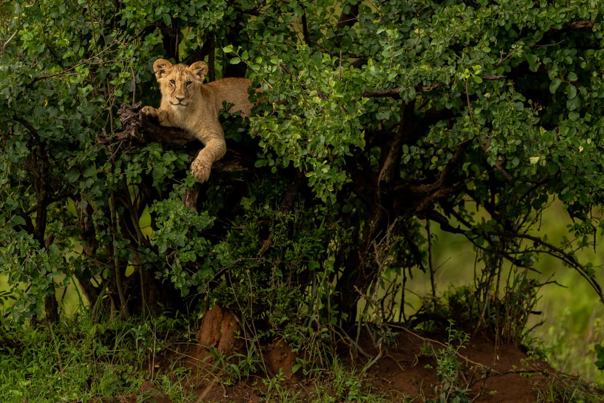 Vitbukig tofsturako på buske mot blå himmel i Masai Mara