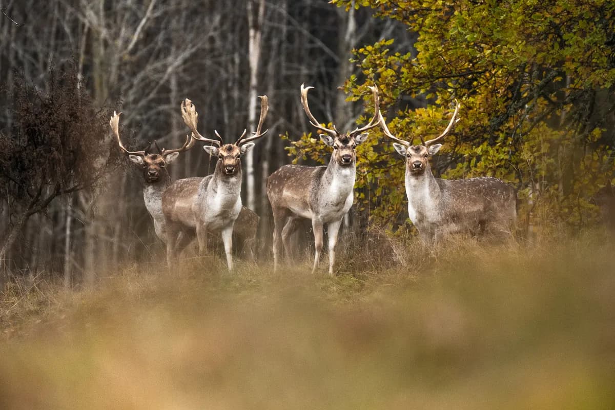 Hjortar bland ekar och höstfärger i Östergötland.