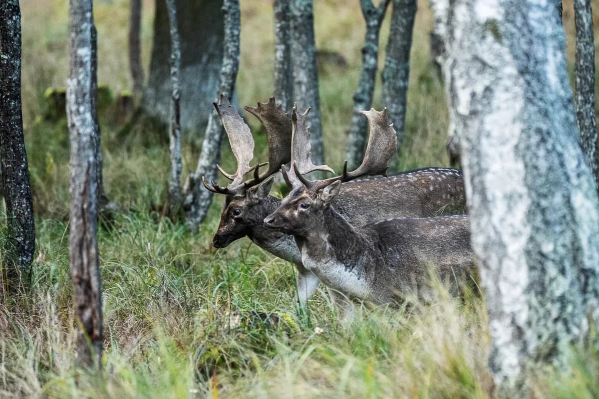 Dovhjortar med skovelhorn i skogen.
