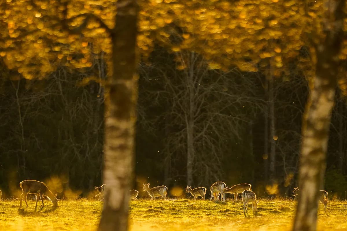 Dovhjortar i höstlandskap.