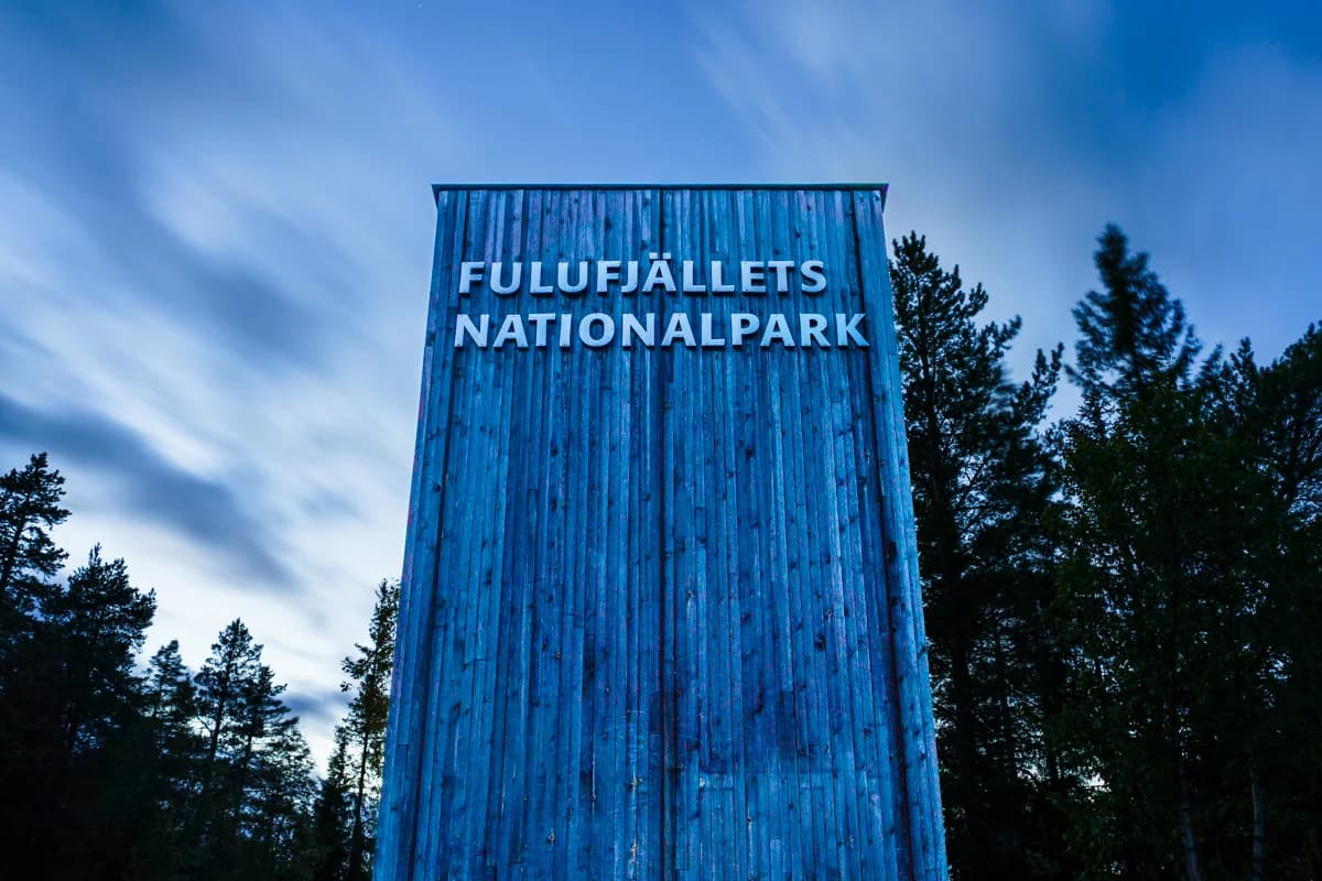 Lavskrika i Fulufjällets urskog på en gren
