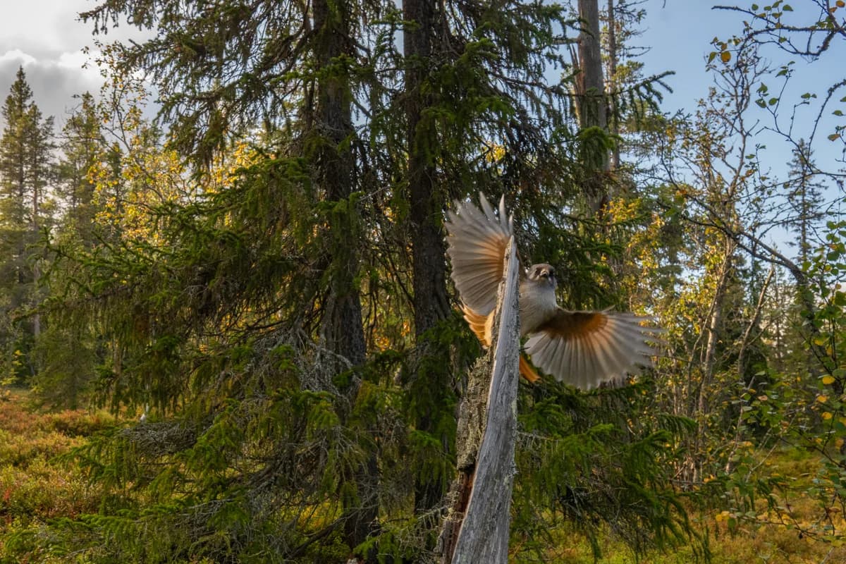 Lavskrika i röda höstfärger
