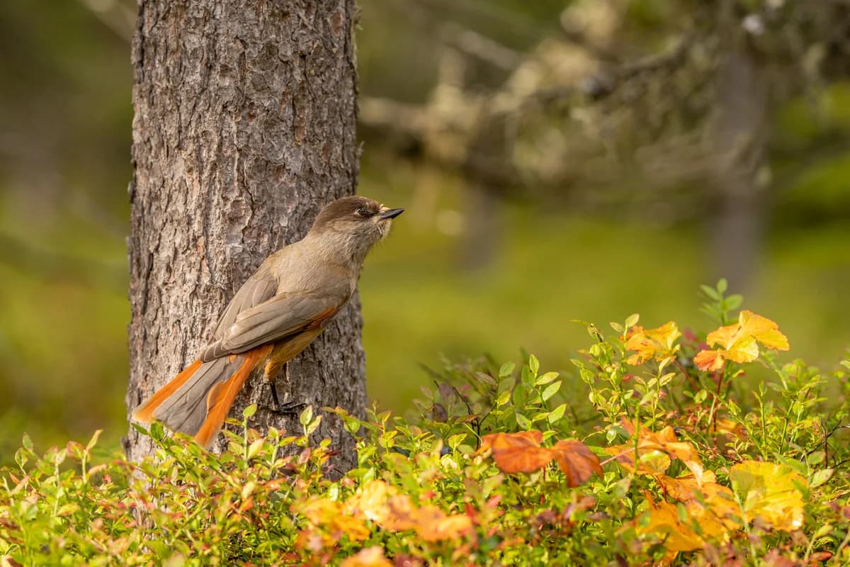 Lavskrika framför fallande vatten i urskog