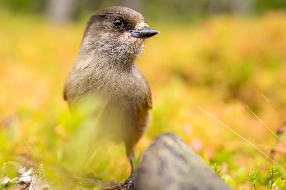 Lavskrika i urskog vid mossa och skägglav