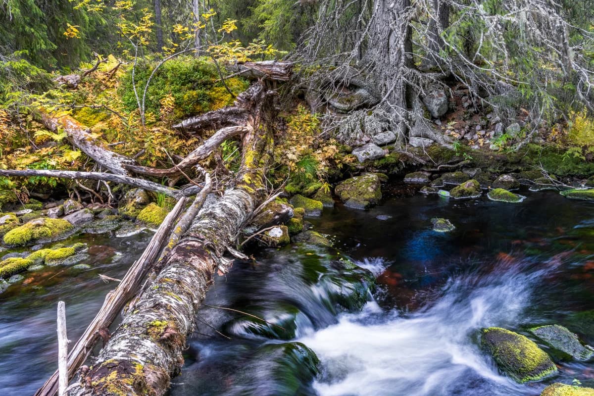 Lavskrika i vidvinkel med urskog i bakgrunden
