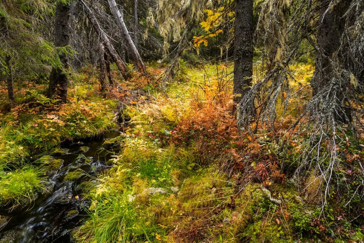 Lavskrika nära skägglav och barrskog
