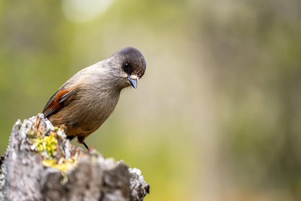 Lavskrika i urskogen med fotograf i bakgrunden