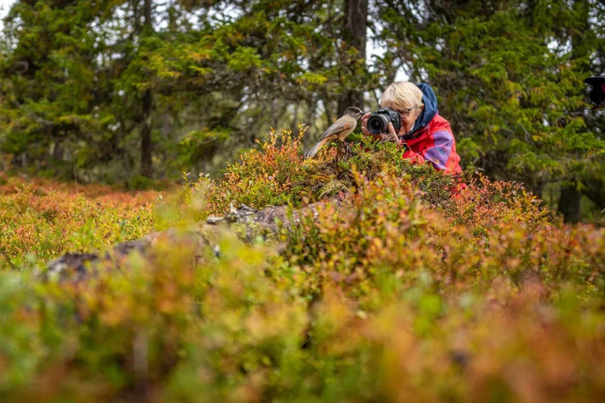 Lavskrika och fotograf i närkontakt