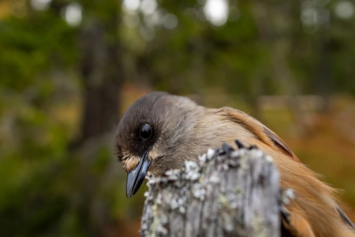 Entréskylt för Fulufjällets nationalpark i blått trä