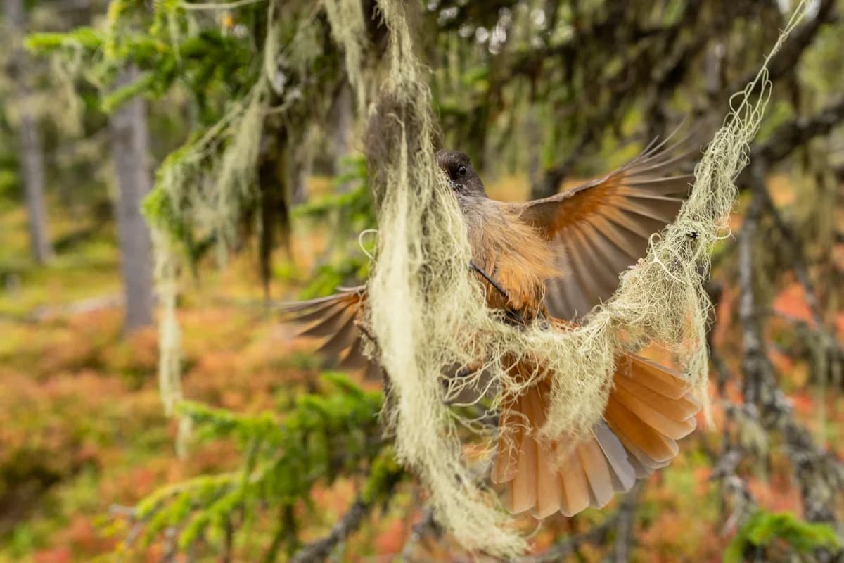 Skägglav hänger tätt från grangrenar i urskogen