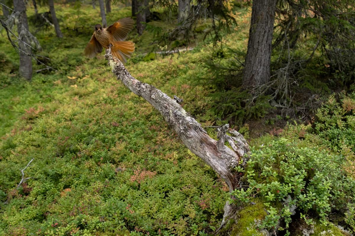 Forssträcka med fallna stammar och mossiga stenar
