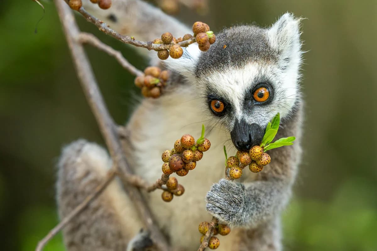 Lemur i Andasibes regnskog — naturfoto av Niklas Virsen