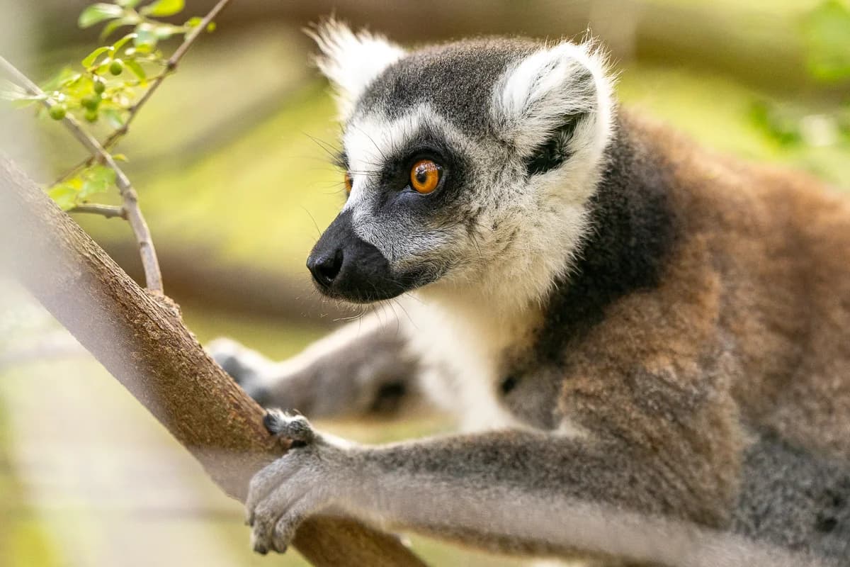 Indri-lemur i Andasibe — en av resans höjdpunkter