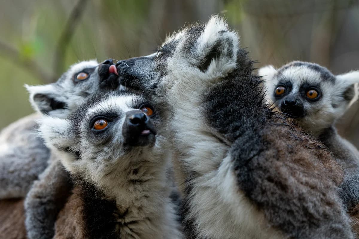 Sifaka i regnskogens trädkronor