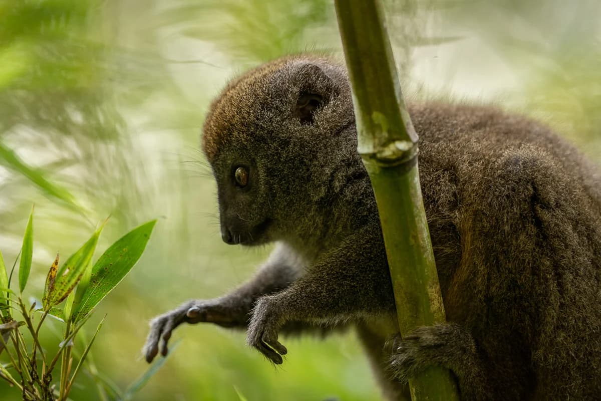 Lemur i Andasibes regnskog