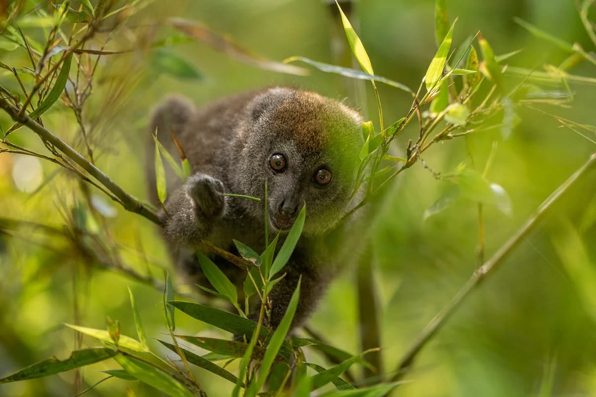 Lemur bland Madagaskars gröna bladverk