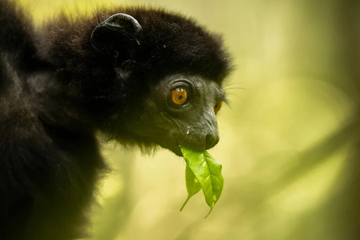 Närbild av lemur i regnskogen