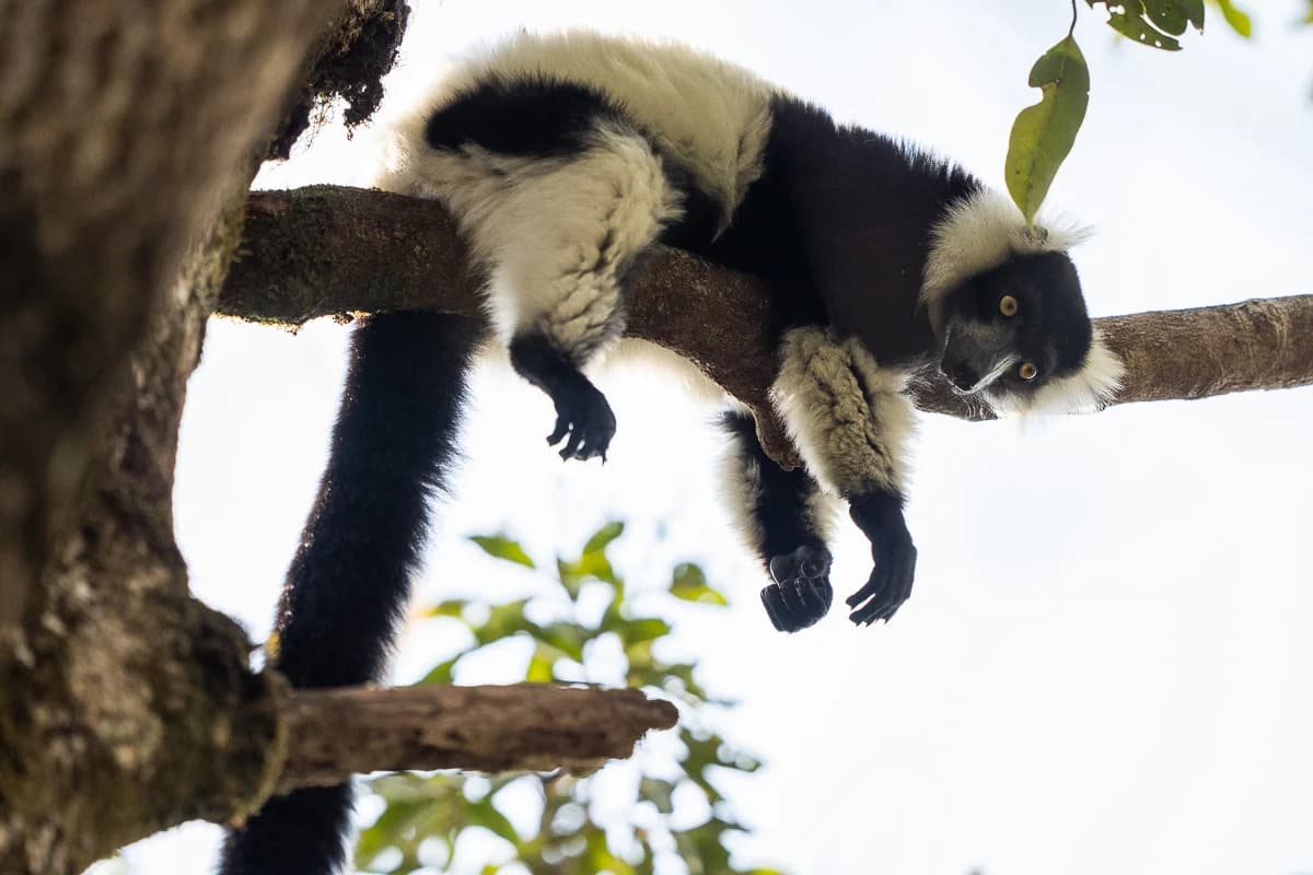 Sifaka i trädtopparna