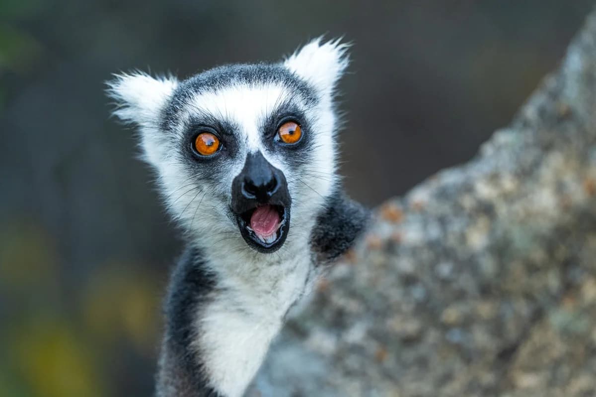 Ringstjärtlemur med orange ögon