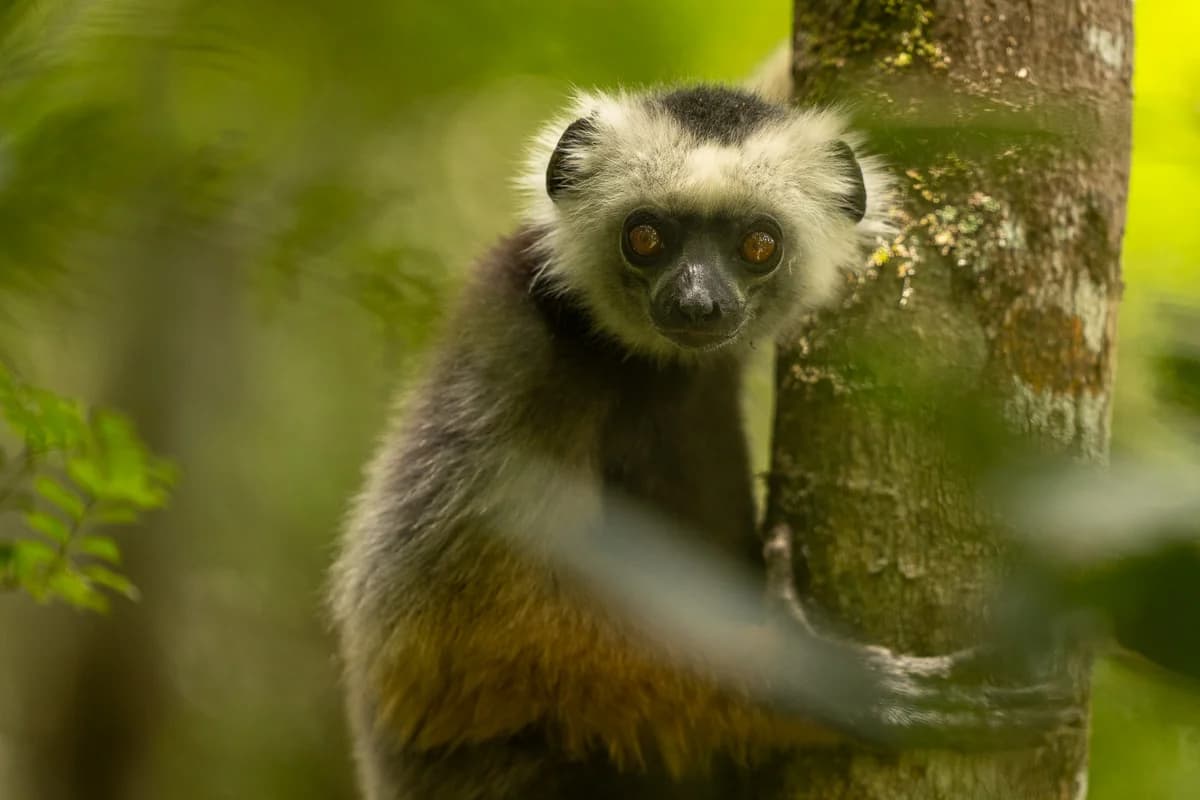 Lemur i tät grön regnskog