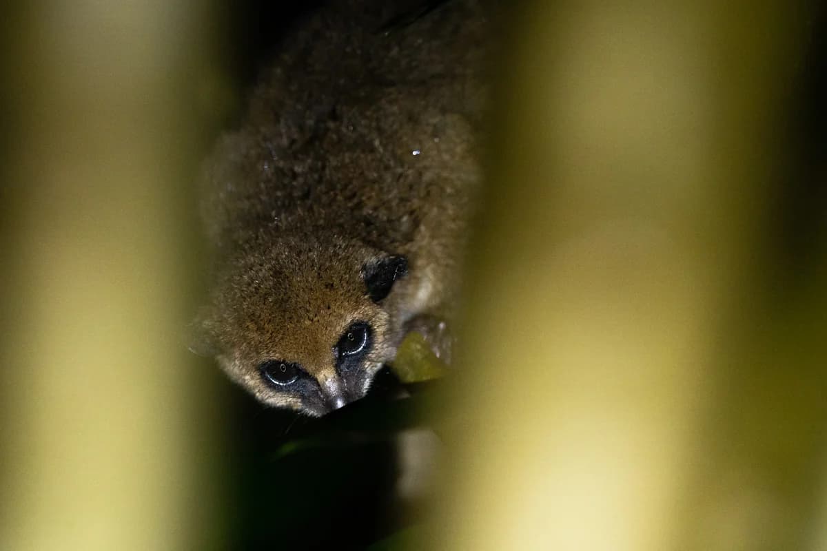 Lemur i dämpat skogsljus