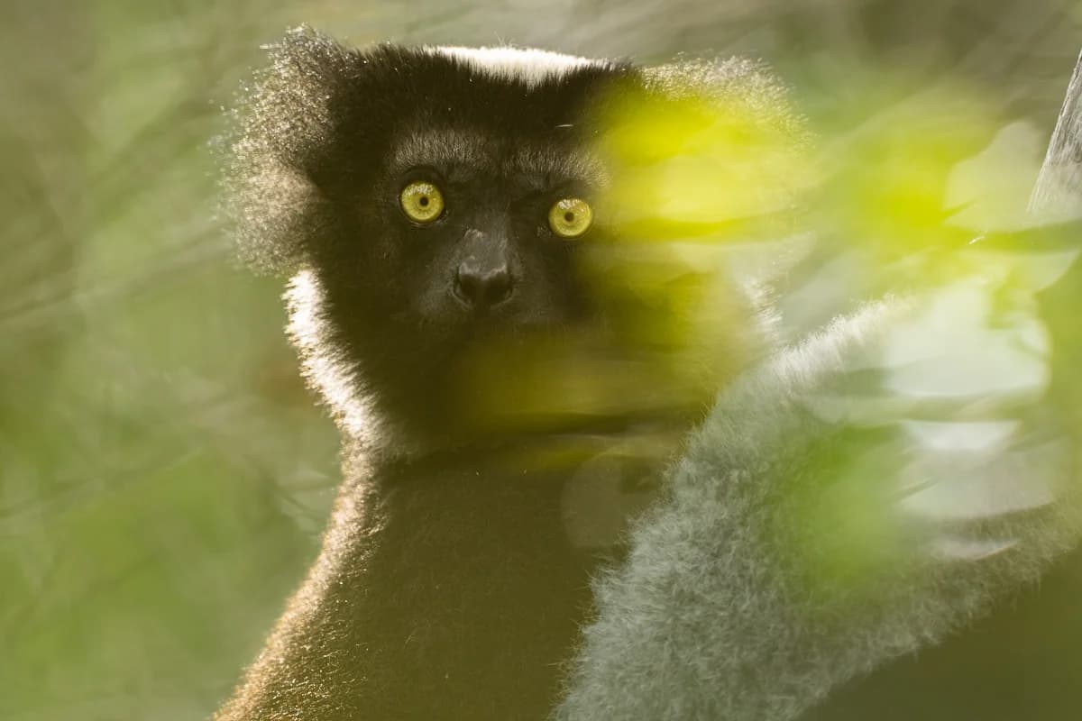 Lemur bakom bladverk