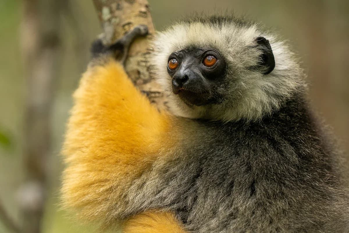 Sifaka med gyllene päls