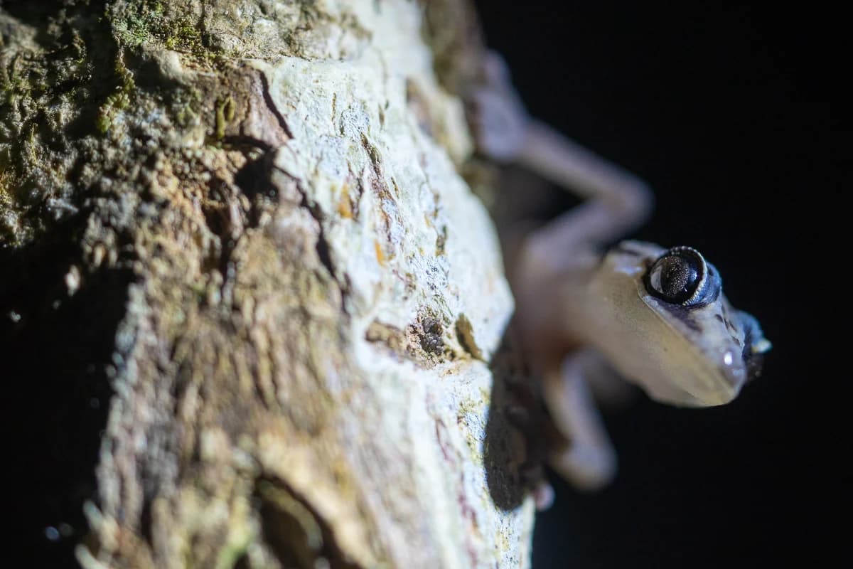 Gecko i mörk regnskog