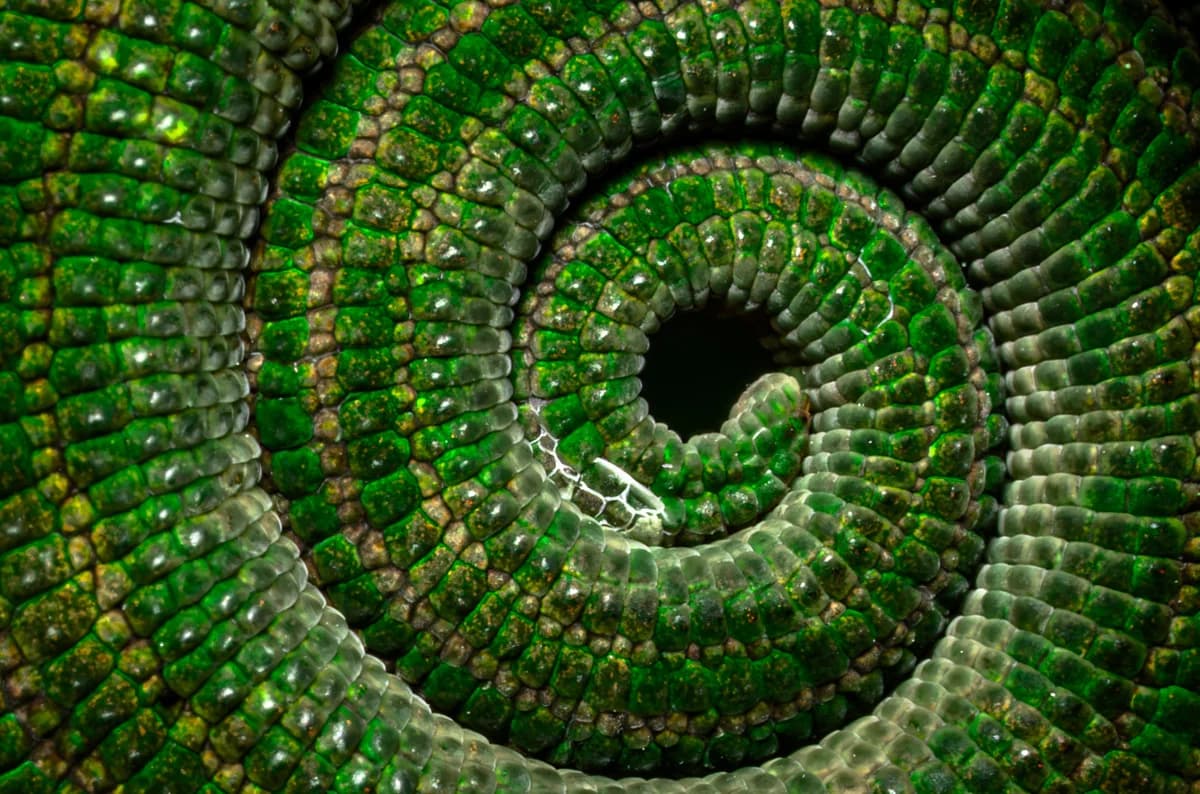 Närbild av en grön kameleonts spiralformade svans