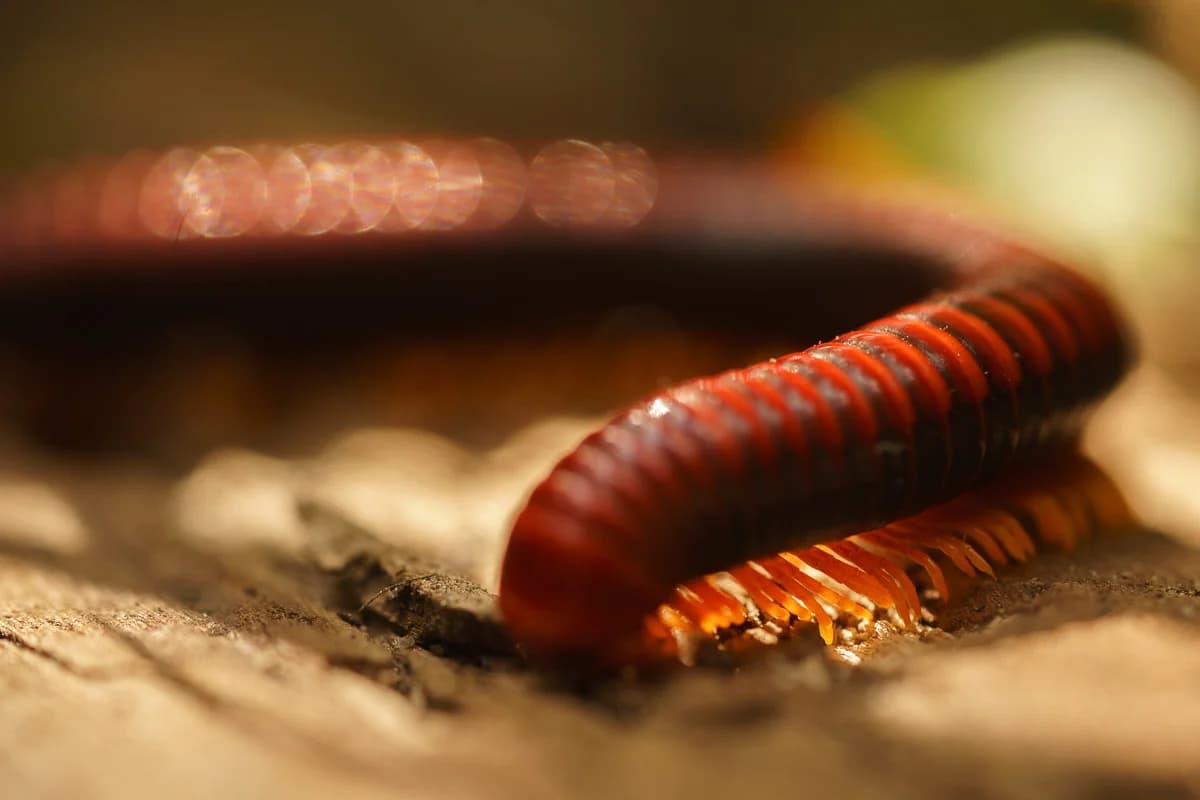 Marklevande insekter i skogens bottenlager