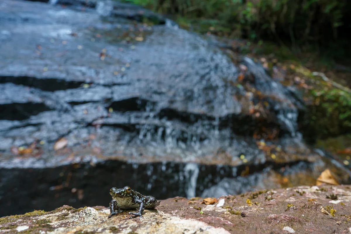 Vattenfall i regnskogen