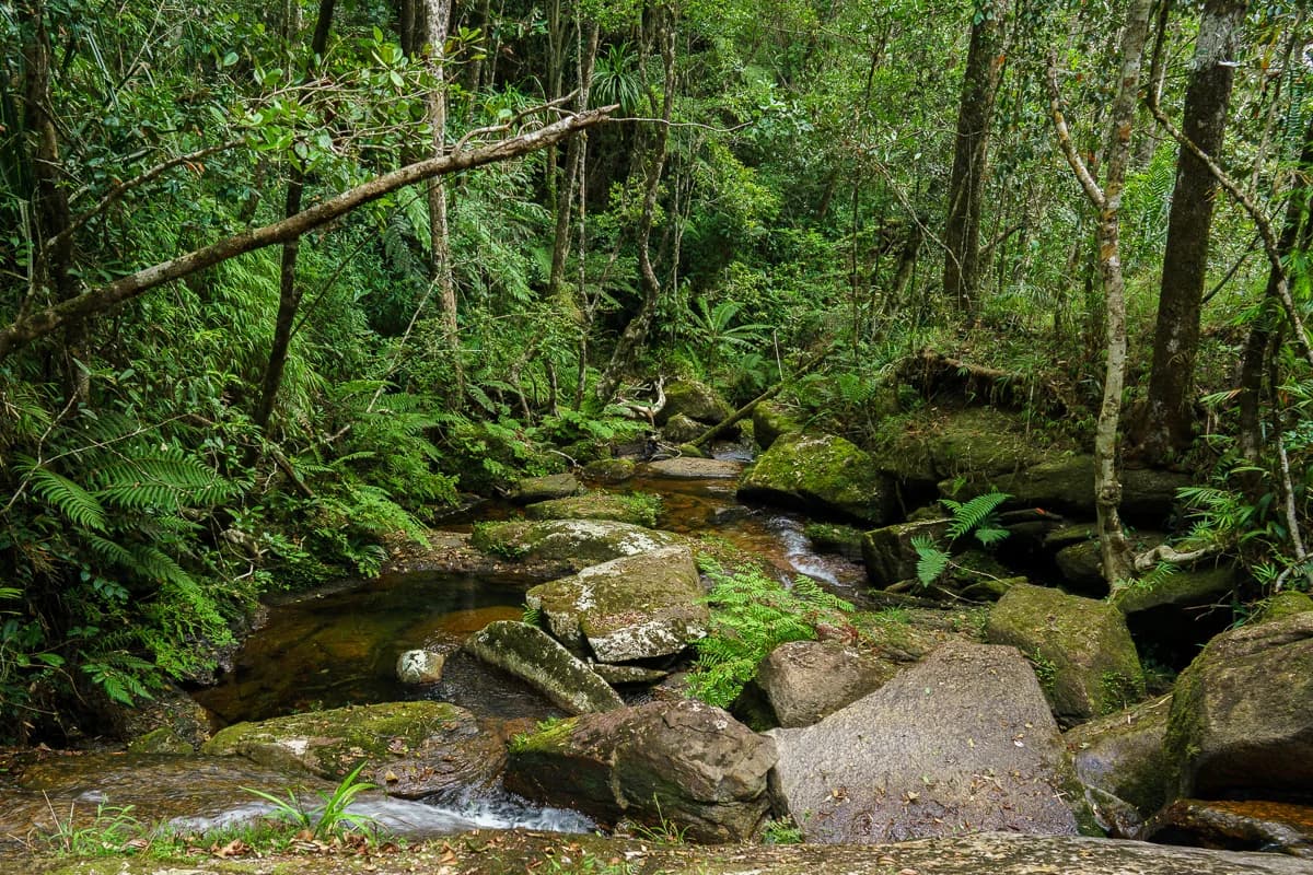 Tät regnskog i östra Madagaskar