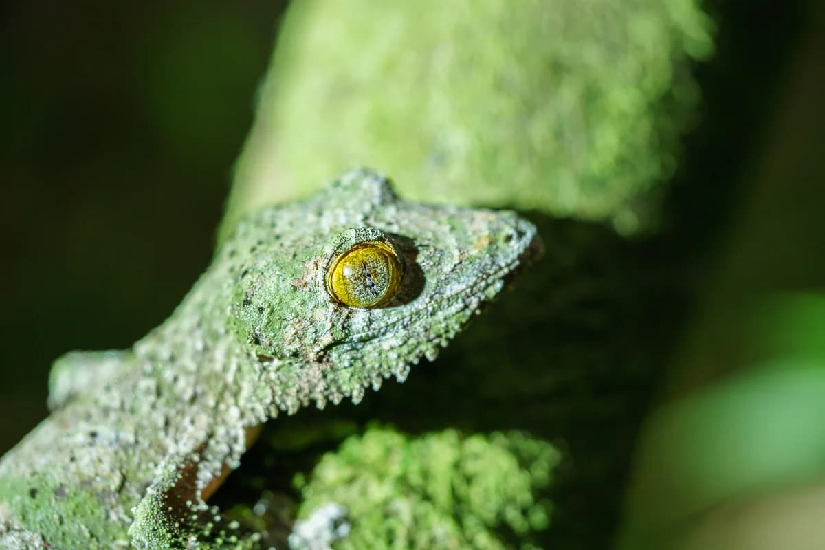 Liten reptil i nattljus