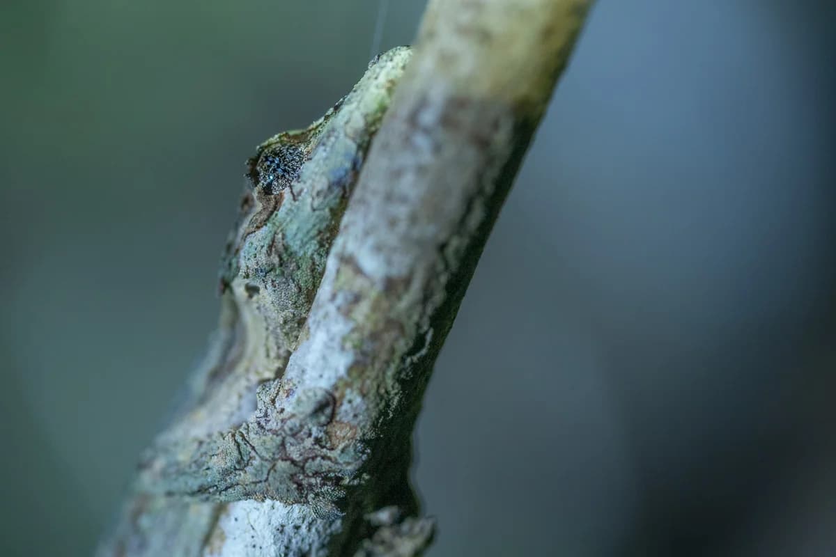 Insekt i regnskogen