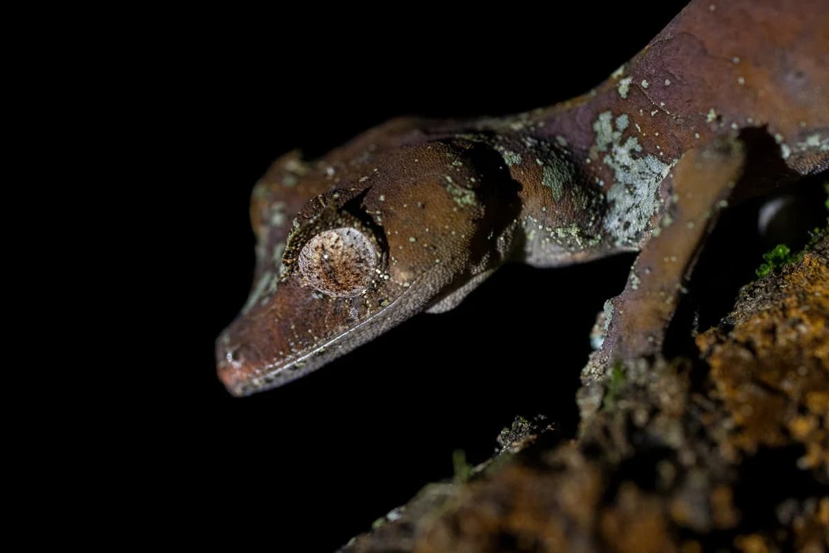 Gecko i mörk miljö