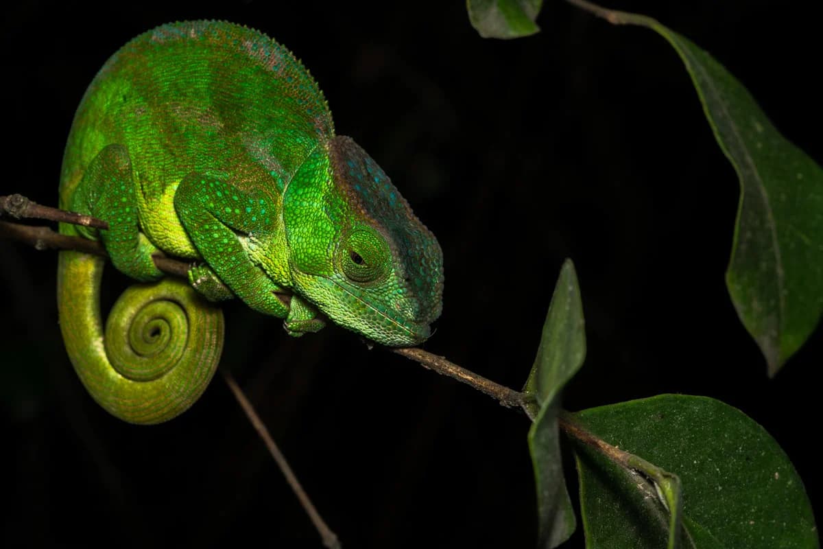 Grön kameleont fotograferad under nattens expedition