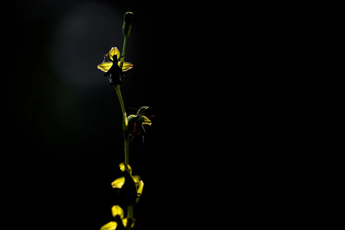 Gult blad och blomma i kreativt motljus