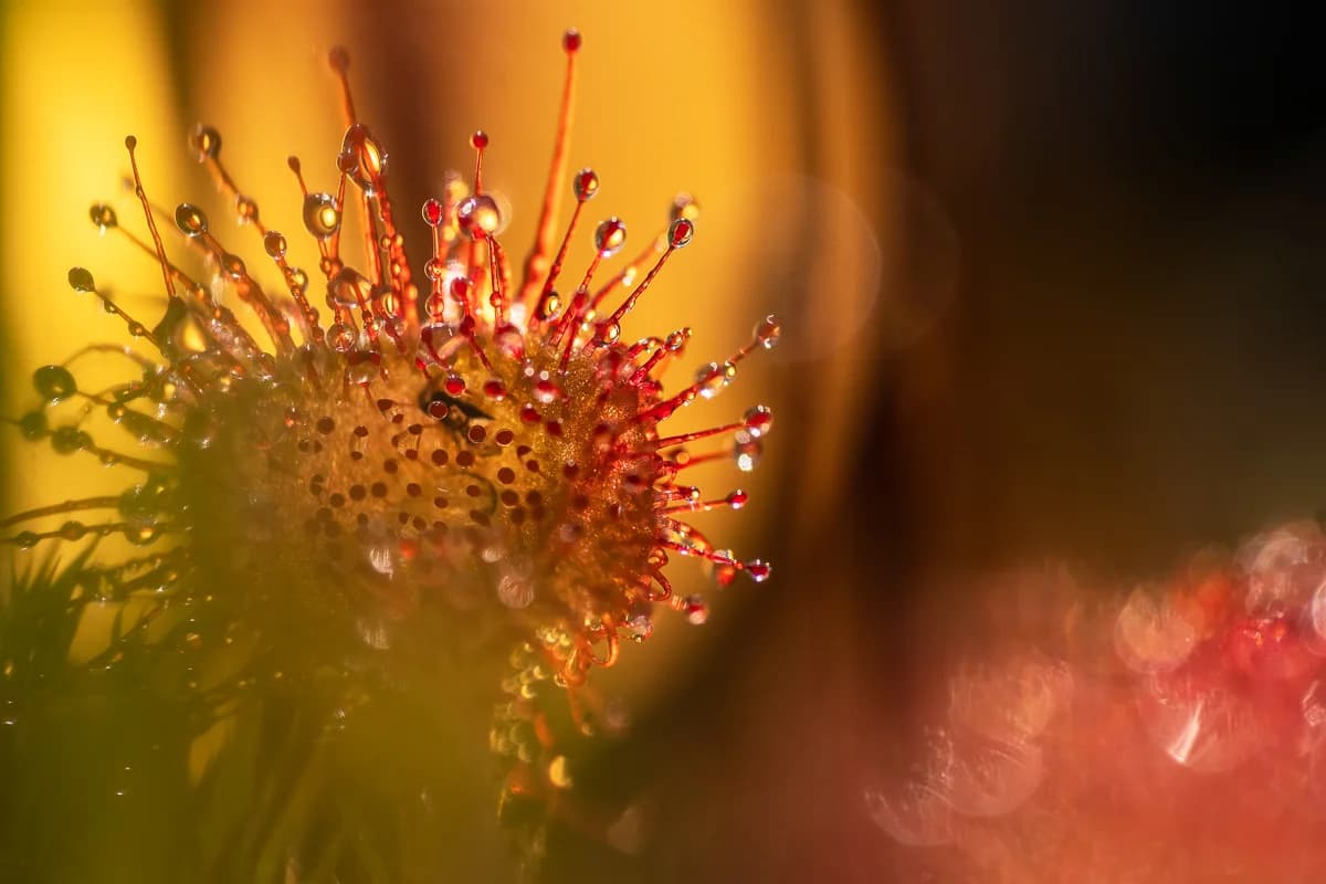 Kontrastfull närbild med mörk bakgrund och liten blomma