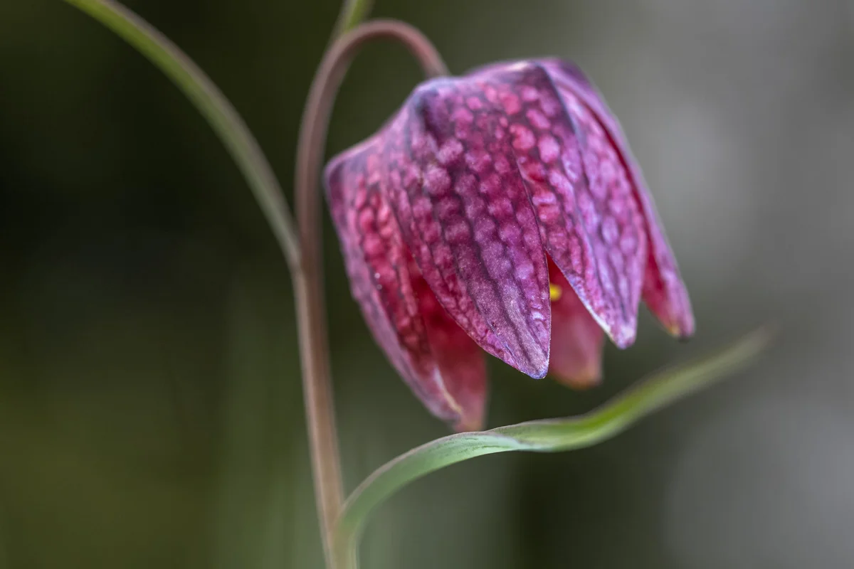 Makrobild av gul spindel på lila blomma
