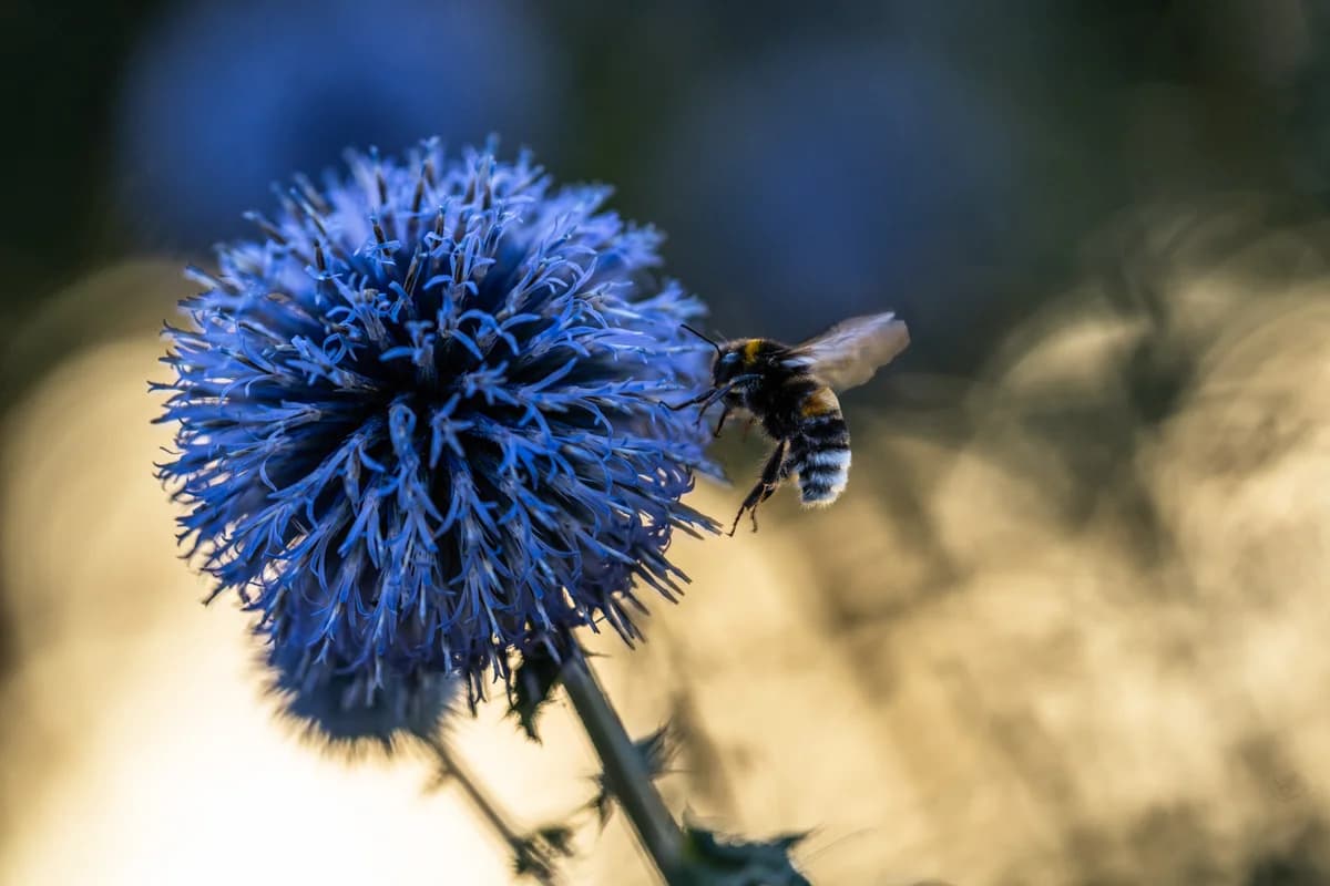 Orkidéstånga i mjukt kvällsljus med liten spindel
