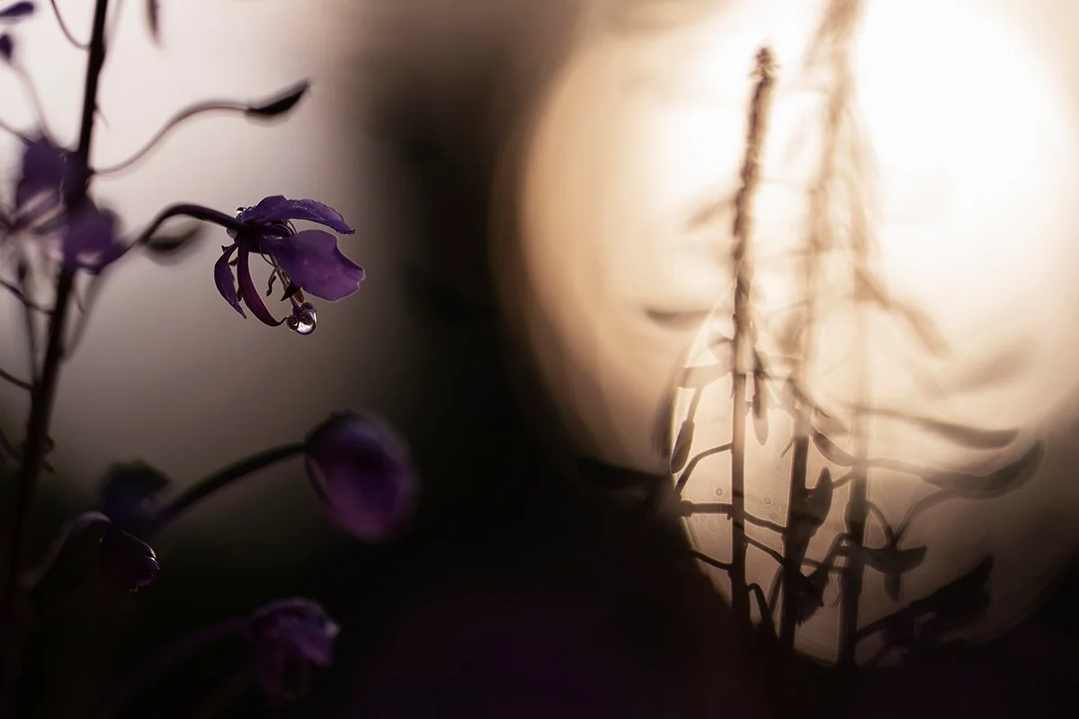Blå blomma med humla i motljus