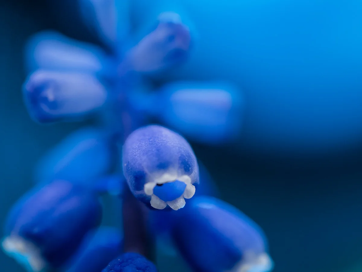 Blå blomma i mjuk närbild