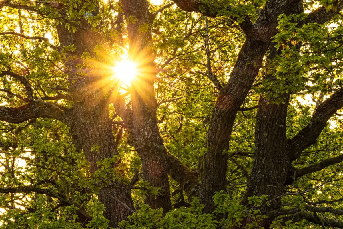 Sol genom trädkronor i gyllene kvällsljus
