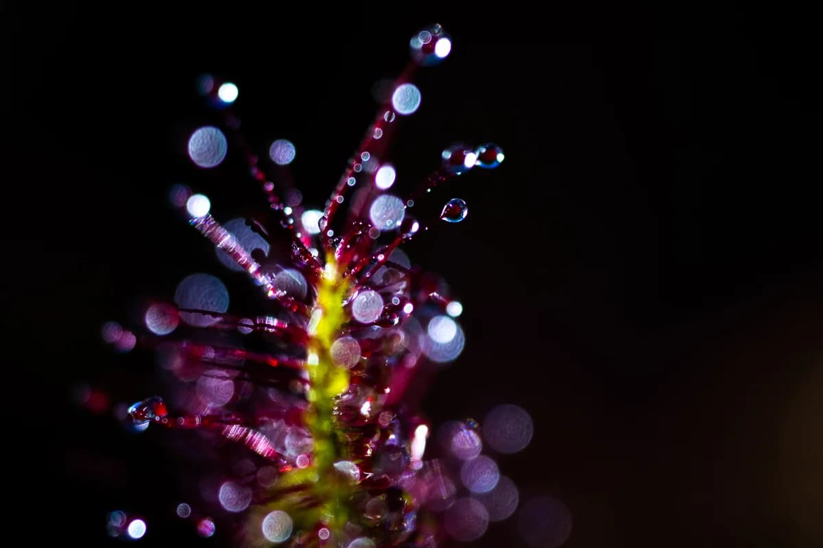 Mörk makrobild med rödglittrande bokeh