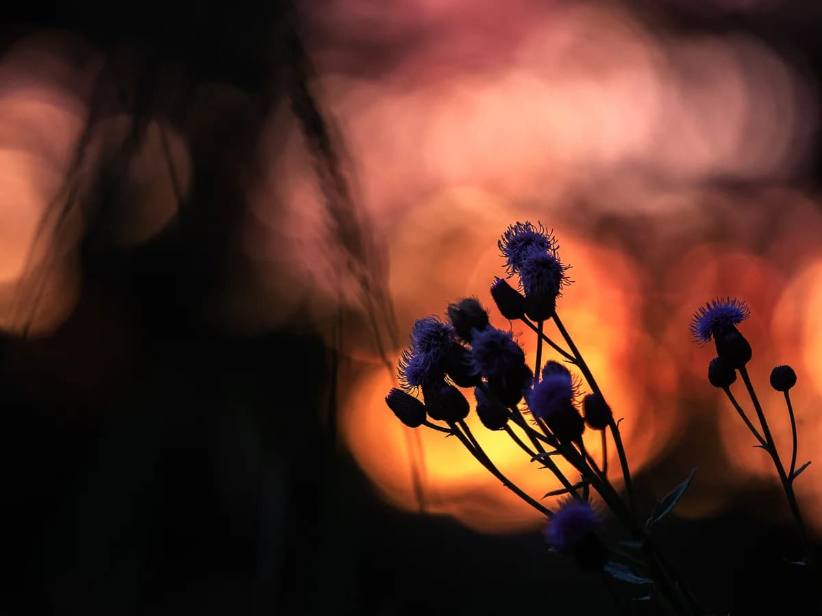 Blå blomma i varm kvällsbakgrund