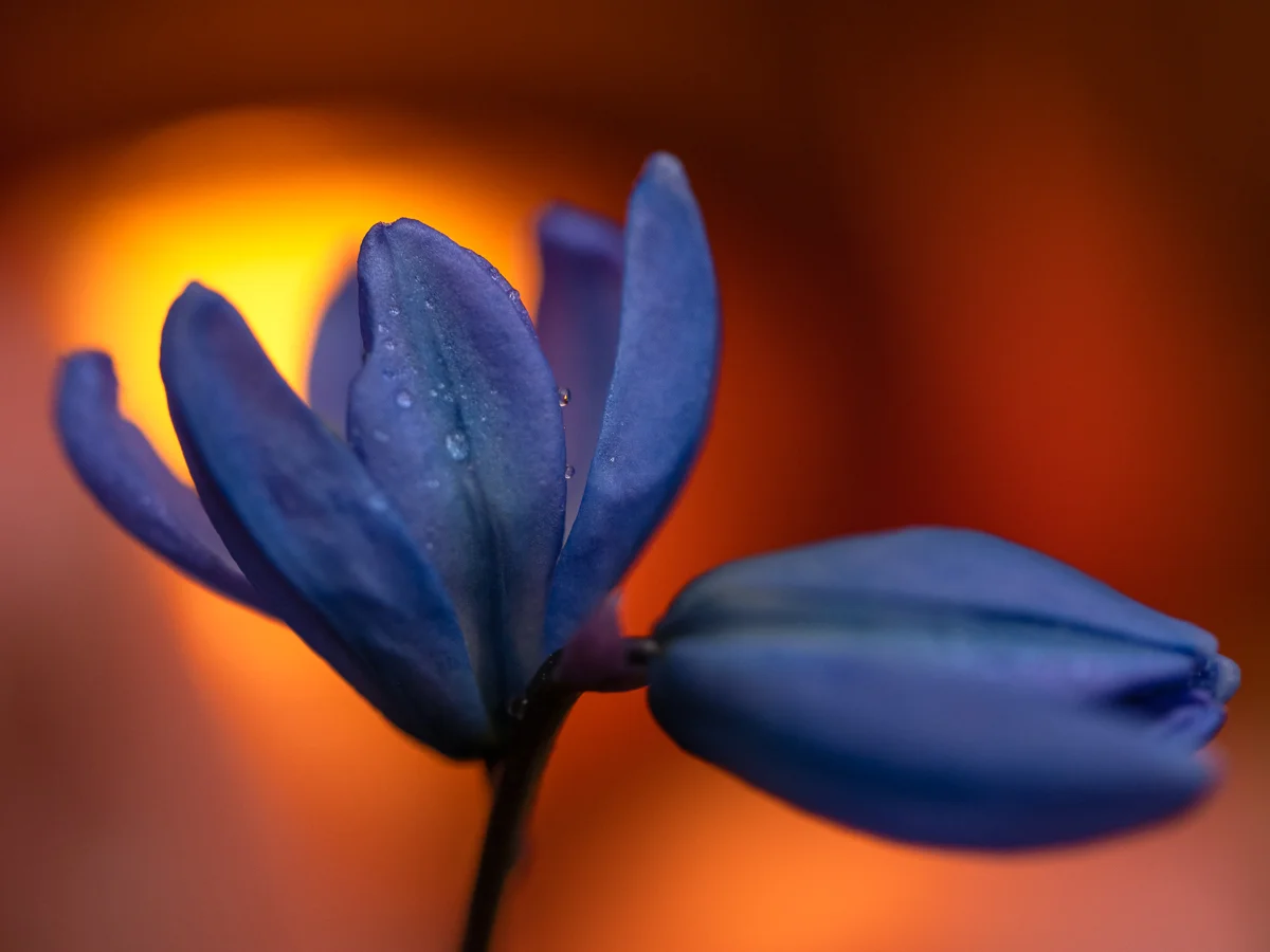 Blå blomma med humla i motljus
