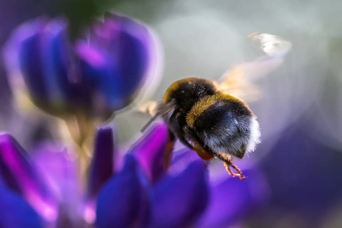 Rödglittrande makrobild med droppar och bokeh
