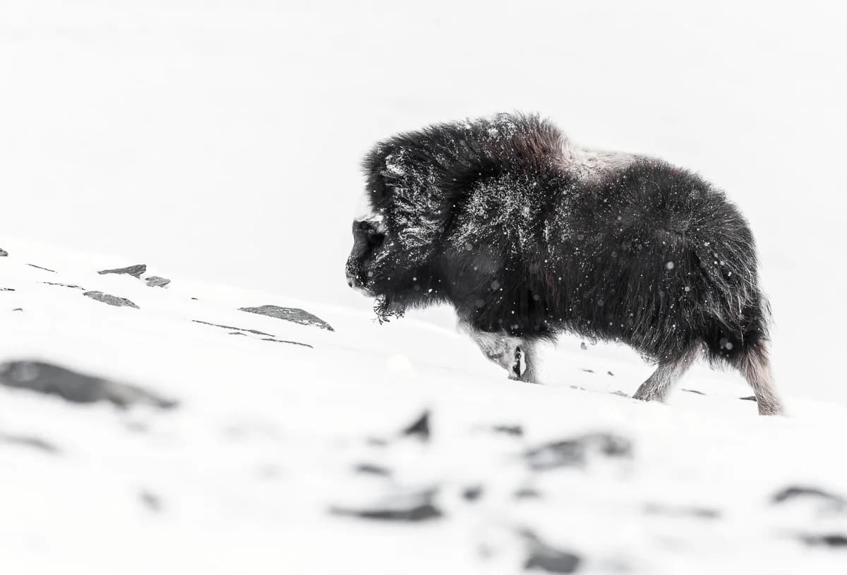 Myskoxe vandrar genom vinterlandskap på Dovrefjell