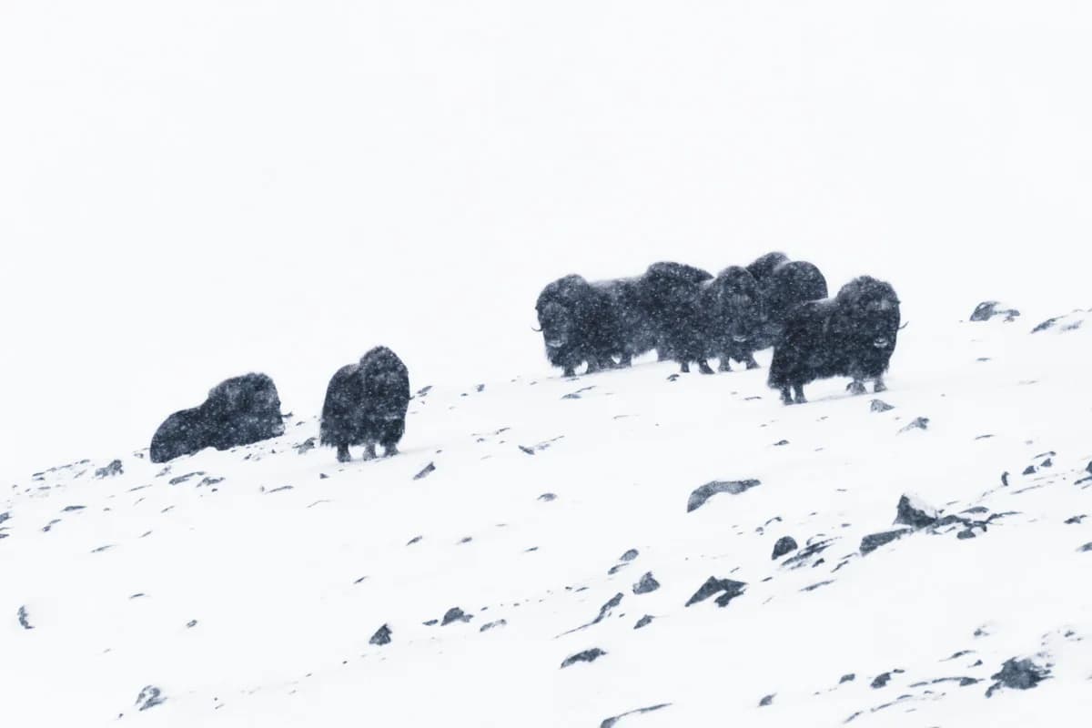 Flera myskoxar i snöfall på Dovrefjell