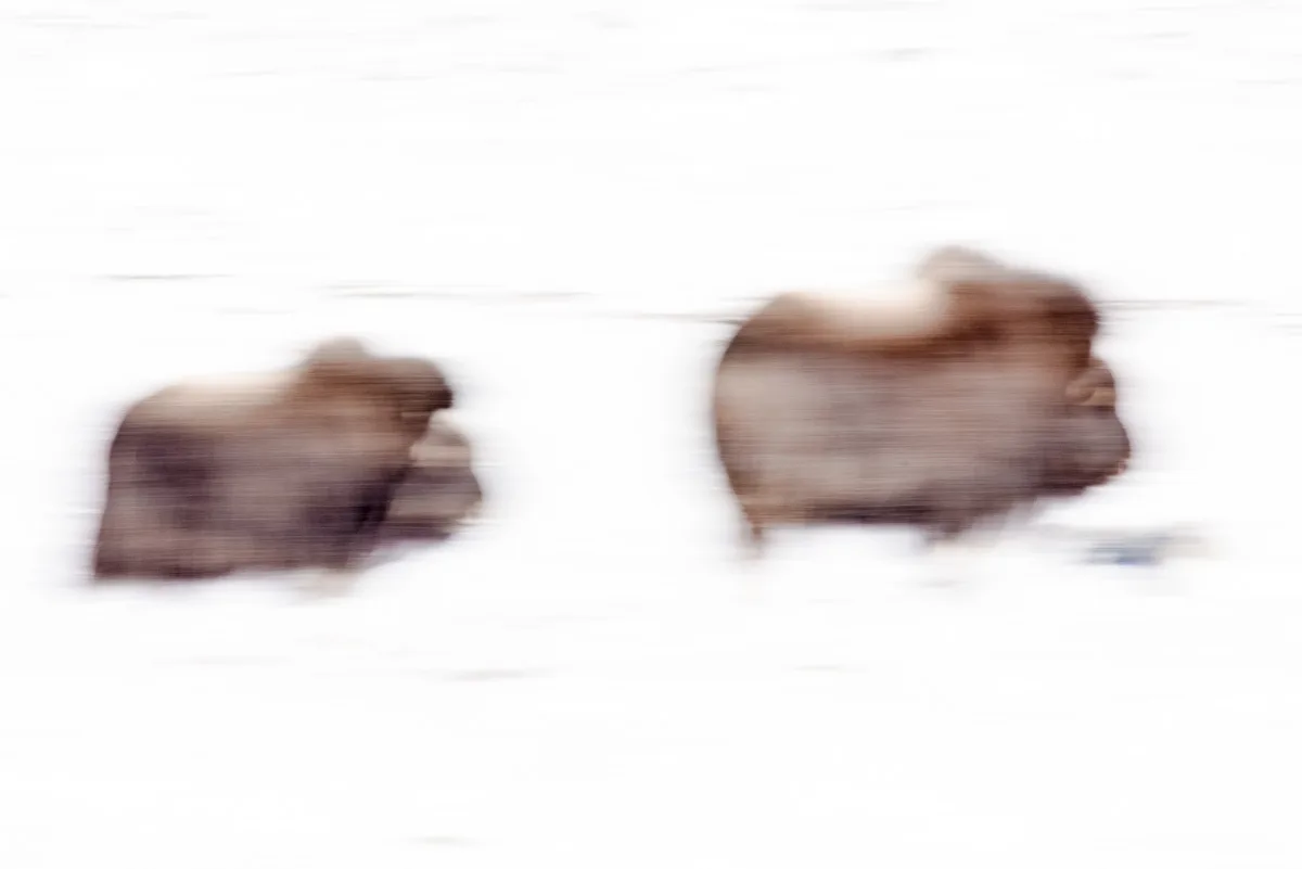 Myskoxar som rör sig i snö på Dovrefjell